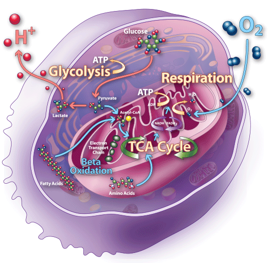 Mitochondria – Ritastanleymd.com